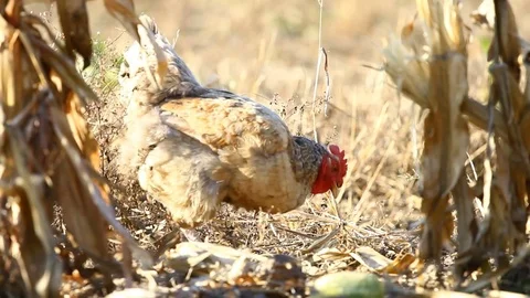 Chicken peck a corn in field Video stock 70398352