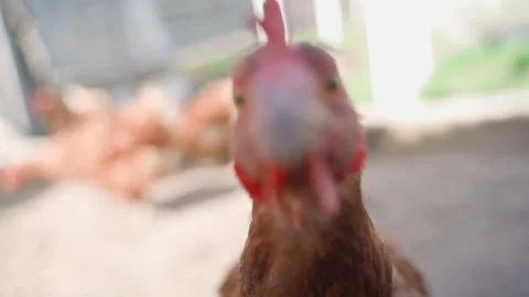 Chicken pecking at camera lens close-up in slow motion Stock Footage 310167540