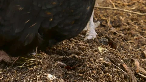 Chicken pecking on compost and eating earthworm Stock Footage 149377045