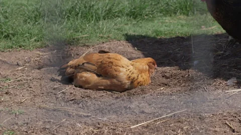 Chicken pecking in dirt Video stock 137620372