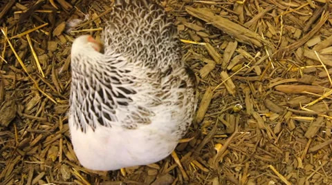 Chicken Pecking Stock Footage 37826496
