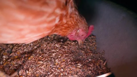 Chicken pecking grain close-up in slow motion Stock Footage 323373431