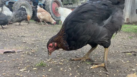 Chicken pecking grain. Stock Footage 233083892