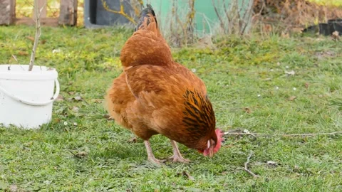 Chicken pecking on grass ground Stock Footage 149376510