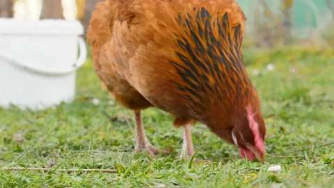 Chicken pecking on grass ground Stock Footage 149376827