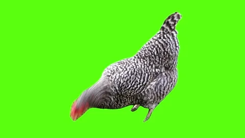 Chicken Pecking on Green Screen Stock Footage 327752661