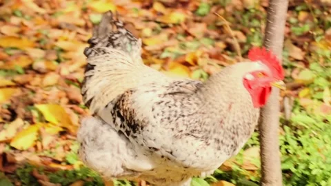Chicken pecking ground close up shot in autumn garden, free range poultry Stock Footage 334027951