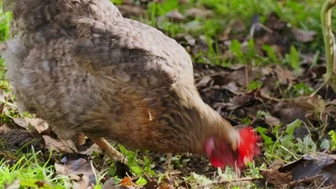 Chicken pecking ground for food in close-up, domestic poultry feeding and Stock Footage 334098607