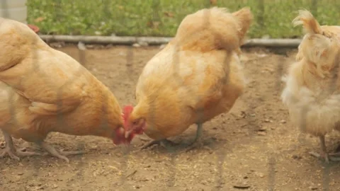 Chicken pecking at the ground Stock Footage 232161816