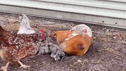 Chicken pecking order Stock Footage 270322444