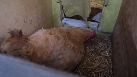 Chicken pecking some hey as hen prepares... | Stock Video | Pond5