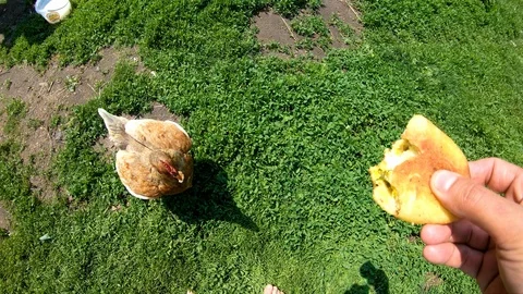 Chicken pecks bread from the hands of man.Feeding poultry.Village.Rural yard. Stock Footage 111759853