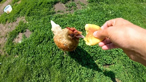 Chicken pecks bread from the hands of man.Feeding poultry.Village.Rural yard. Stock Footage 111760379