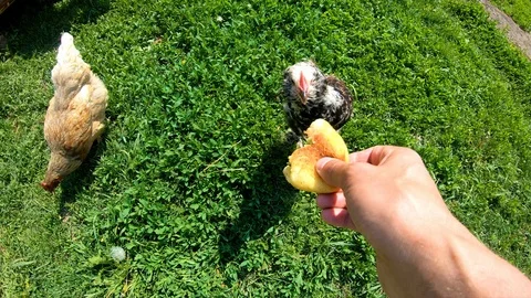 Chicken pecks bread from the hands of man.Feeding poultry.Village.Rural yard. Video stock 111760497