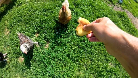Chicken pecks bread from the hands of man.Feeding poultry.Village.Rural yard. Stock Footage 111760726