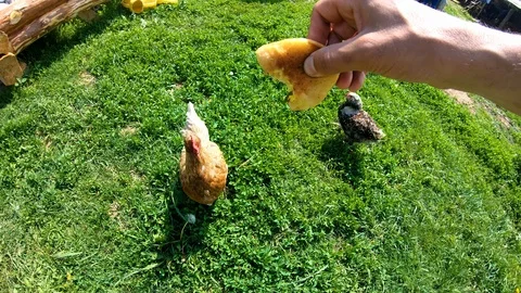 Chicken pecks bread from the hands of man.Feeding poultry.Village.Rural yard. Stock Footage 111761146