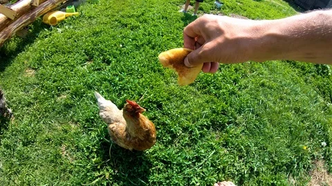 Chicken pecks bread from the hands of man.Feeding poultry.Village.Rural yard. Stock Footage 111761163