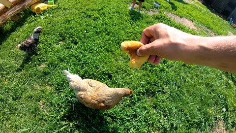 Chicken pecks bread from the hands of man.Feeding poultry.Village.Rural yard. Stock Footage 111761284