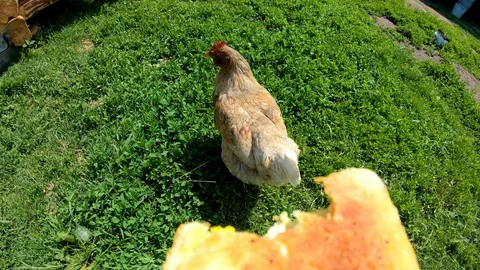 Chicken pecks bread from the hands of man.Feeding poultry.Village.Rural yard. Stock Footage 111761409