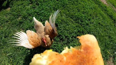 Chicken pecks bread from the hands of man.Feeding poultry.Village.Rural yard. Stock Footage 111761413