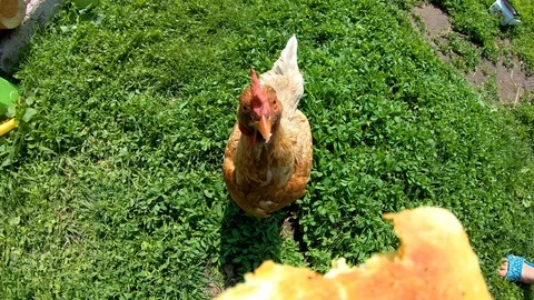 Chicken pecks bread from the hands of man.Feeding poultry.Village.Rural yard. Stock Footage 111761534