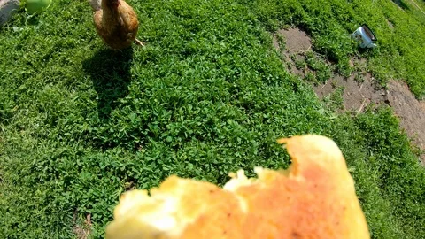 Chicken pecks bread from the hands of man.Feeding poultry.Village.Rural yard. Stock Footage 111761551