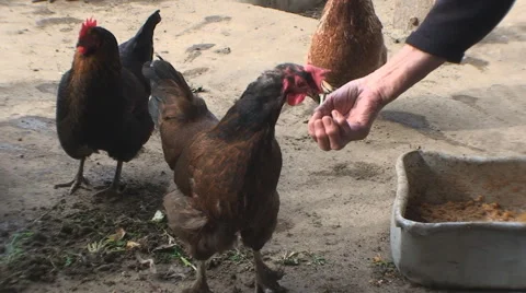 Chicken
pecks a forage from a hand Vídeos de archivo 56937974