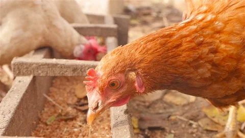 Chicken pecks grain. Close-up. Stock Footage 101029492
