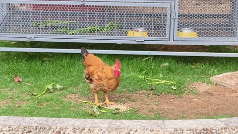 Chicken pecks grain on grass in poultry farm setting Stockbeeldmateriaal 337476778