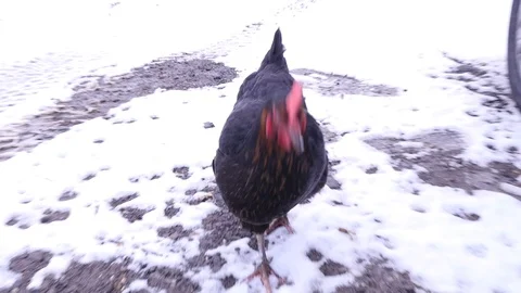A chicken pecks while walking in the snow Stock Footage 102178758