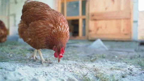 Chicken pecks white sand close-up in slow motion Stock Footage 285820110