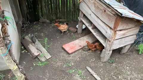 Chicken in the pen Stock Footage 153071142