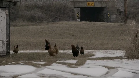 Chicken in pen on mid western farm in winter Stock Footage 89945178