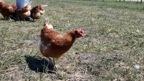Chicken in a pen walking toward camera Stock Footage 111745810