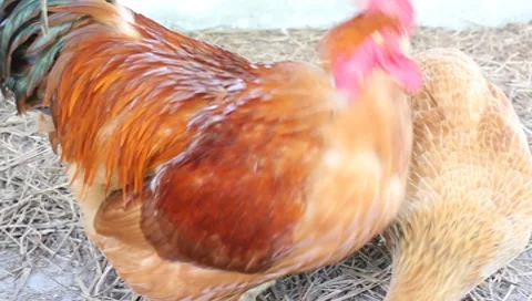 Chicken on the perch Stock Footage 8607041