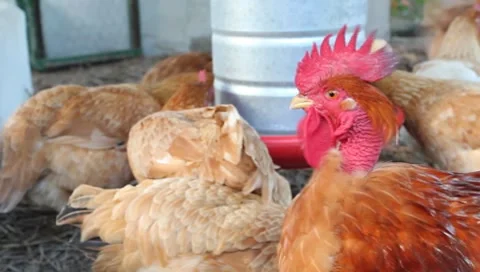 Chicken on the perch Stock Footage 8607057