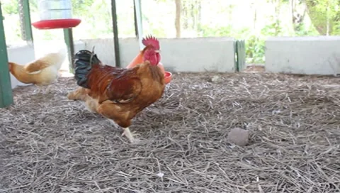 Chicken on the perch Stock Footage