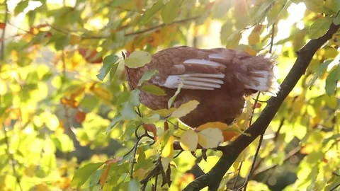 Chicken perched in a tree Stock Footage 72291007