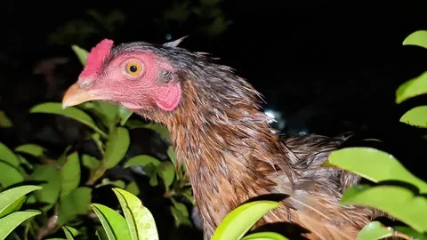 Chicken Perched on Tree at Night in Rain – Unusual Animal Behavior Video stock 330790579