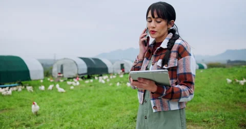 Chicken, phone call and tablet with woman on farm for agriculture, poultry flock Stock Footage 335894128