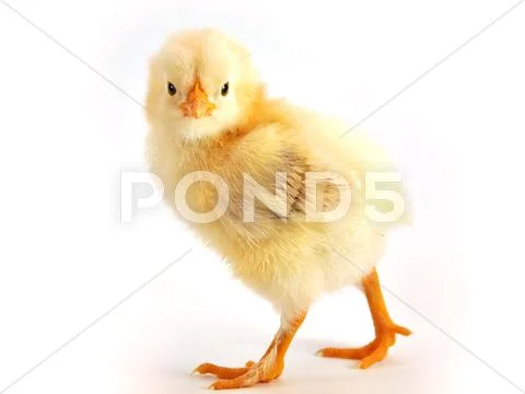 Chicken Stock Photos