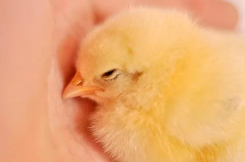 Chicken Stock Photos