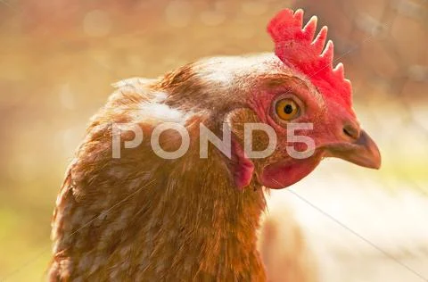 Chicken Stock Photos