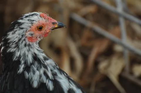 Chicken 스톡 사진
