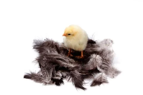 Chicken Stock Photos