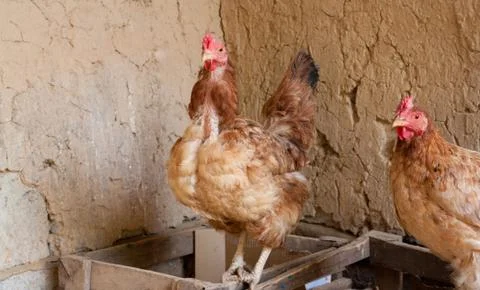 Chicken Stock Photos