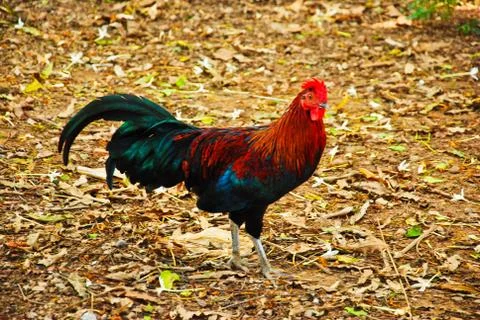 Chicken Stock Photos
