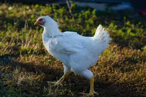 Chicken Stock Photos