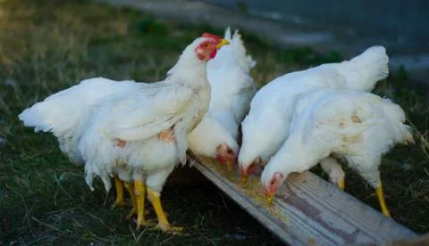 Chicken Stock Photos