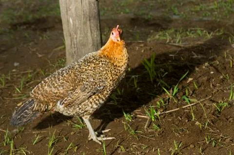 Chicken Stock Photos